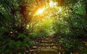 China últimas noticias sobre La descomposición del húmus en las selvas tropicales: comprender su impacto en la calidad del aire y el papel de los purificadores de aire